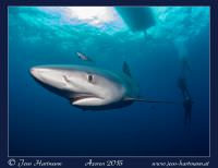 Blauhai bei einem Blue Dive